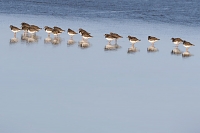 Steenloper (Arenaria interpres) 3-2017 5747